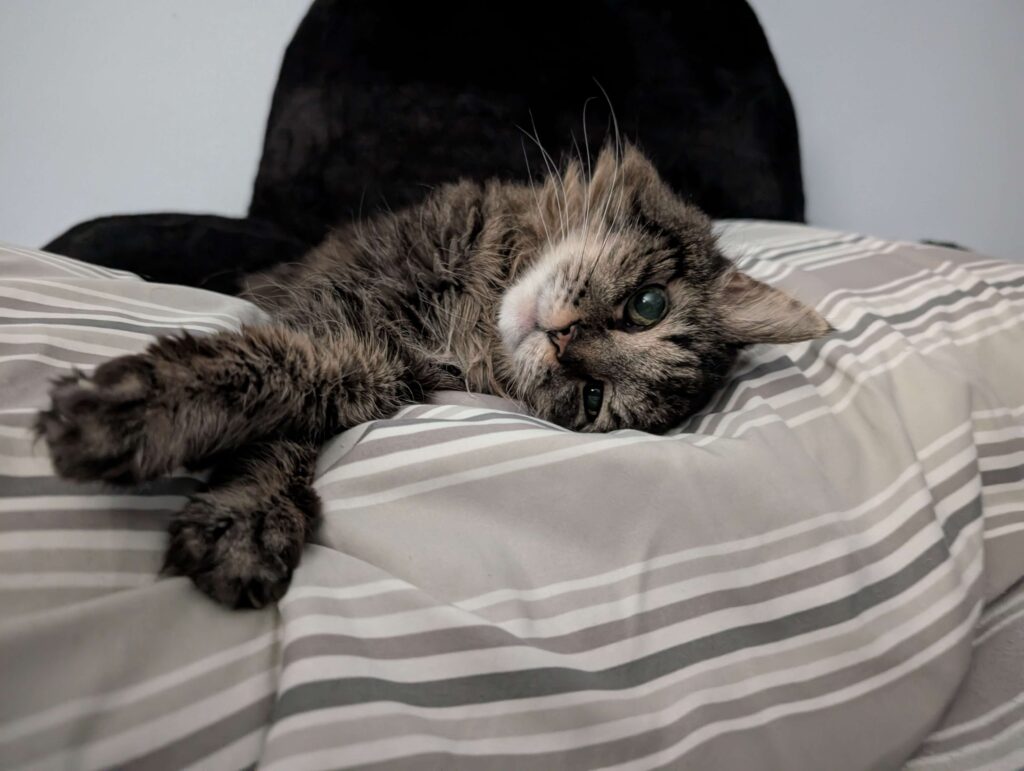 A picture of my cat, Terra. She's a 16 year old grey tabby and she weighs about five pounds. She's flopped over on my bed and is staring lovingly at the camera.